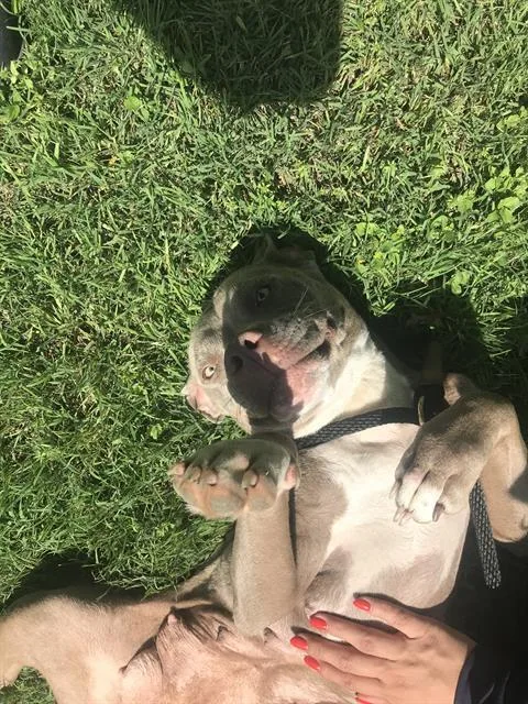 An adult large-sized female Mixed Breed dog named Lady Bug for adoption in Dallas, TX