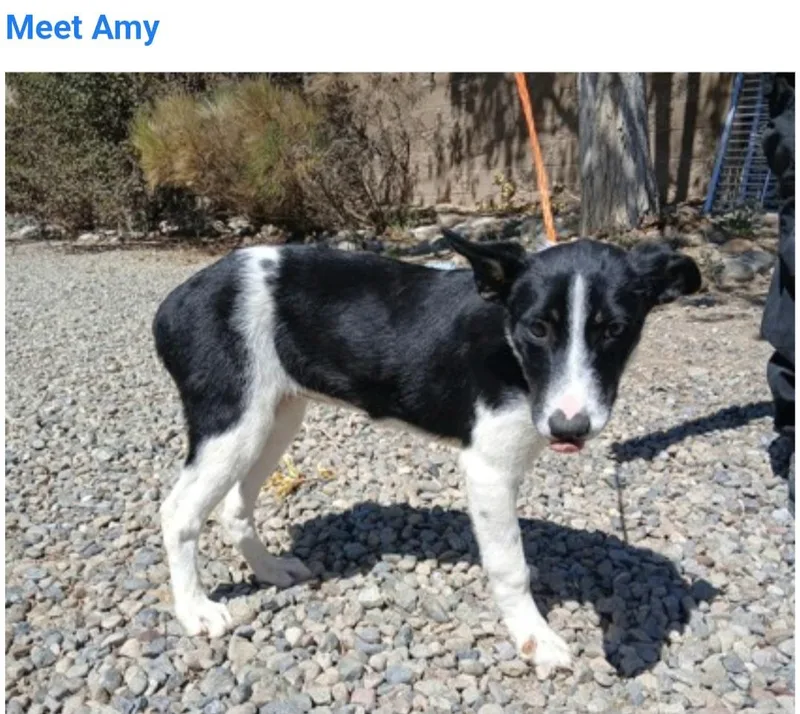 Amy