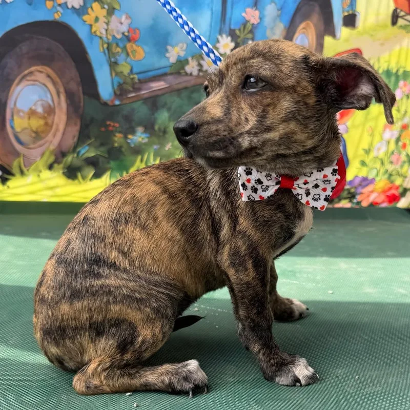 A baby small-sized female Brown / Chocolate Chihuahua dog named Iris for adoption in Aledo, TX