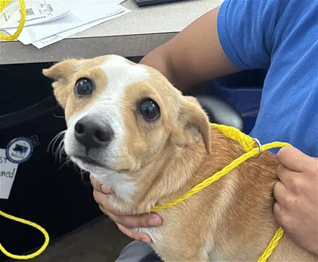 An adult small-sized male Mixed Breed dog named Chester for adoption in Dallas, TX