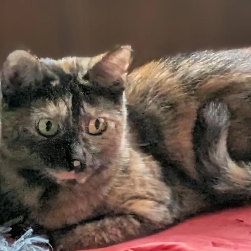 A young small-sized female Tortoiseshell Domestic Short Hair cat named Prancer Hudson for adoption in Merrifield, VA