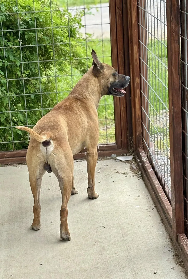 Marmaduke thumbnail 2