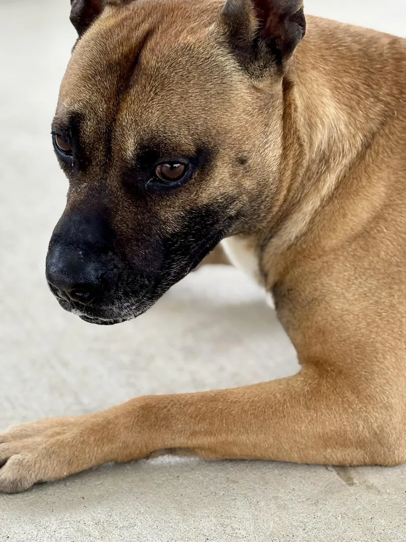 Marmaduke thumbnail 4