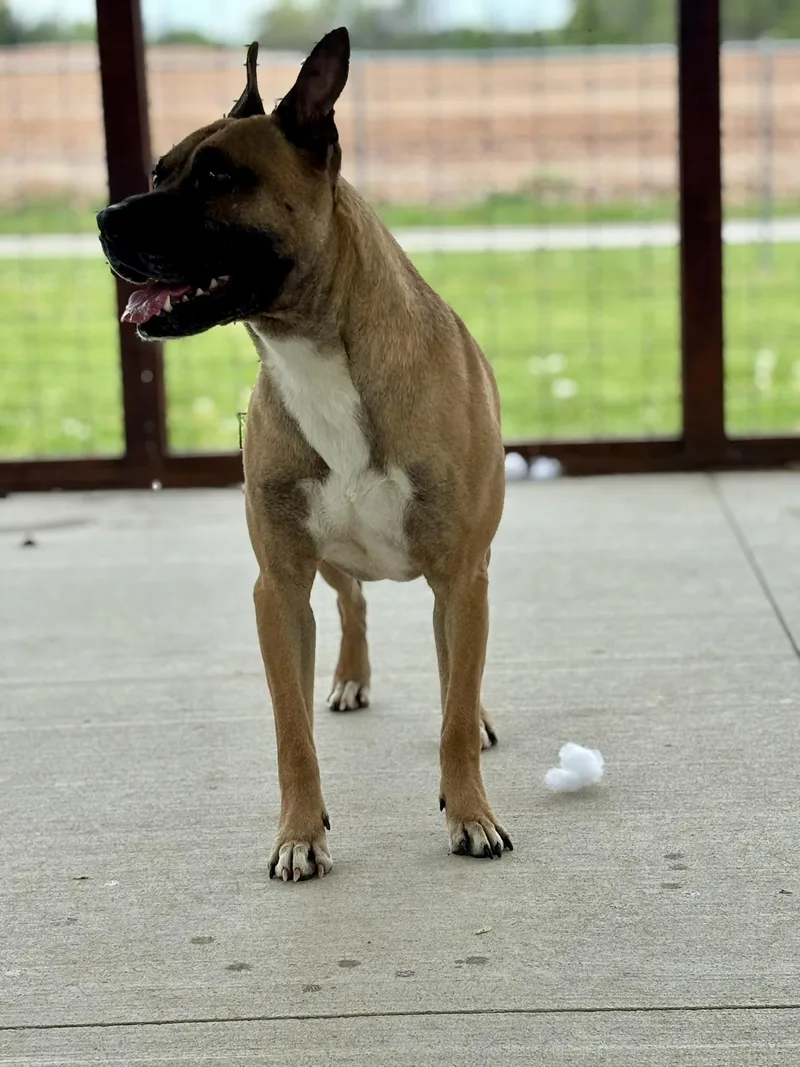 An adult medium-sized male Mixed Breed dog named Marmaduke for adoption in Franklin, KY