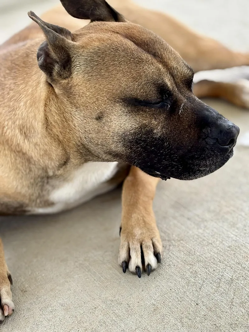 Marmaduke thumbnail 5