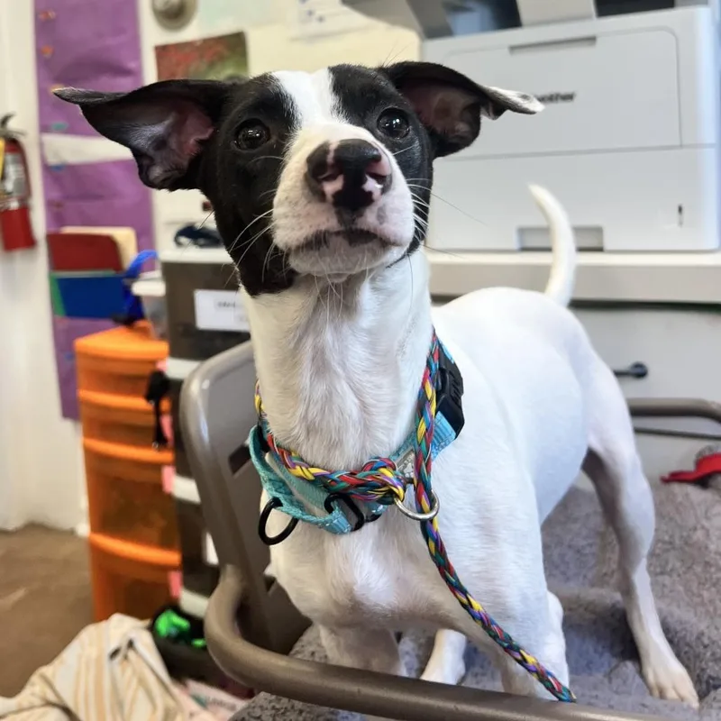 An adult small-sized male White / Cream Mixed Breed dog named Carl for adoption in Deerfield, IL