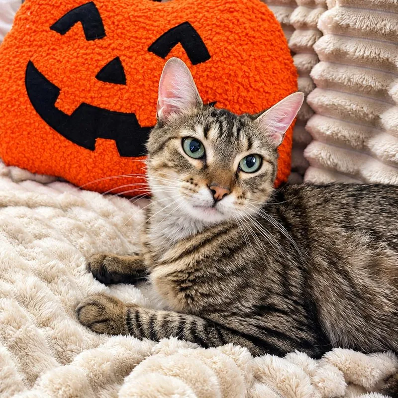 An adult medium-sized female Brown / Chocolate Domestic Medium Hair cat named Sasha for adoption in Houston, TX