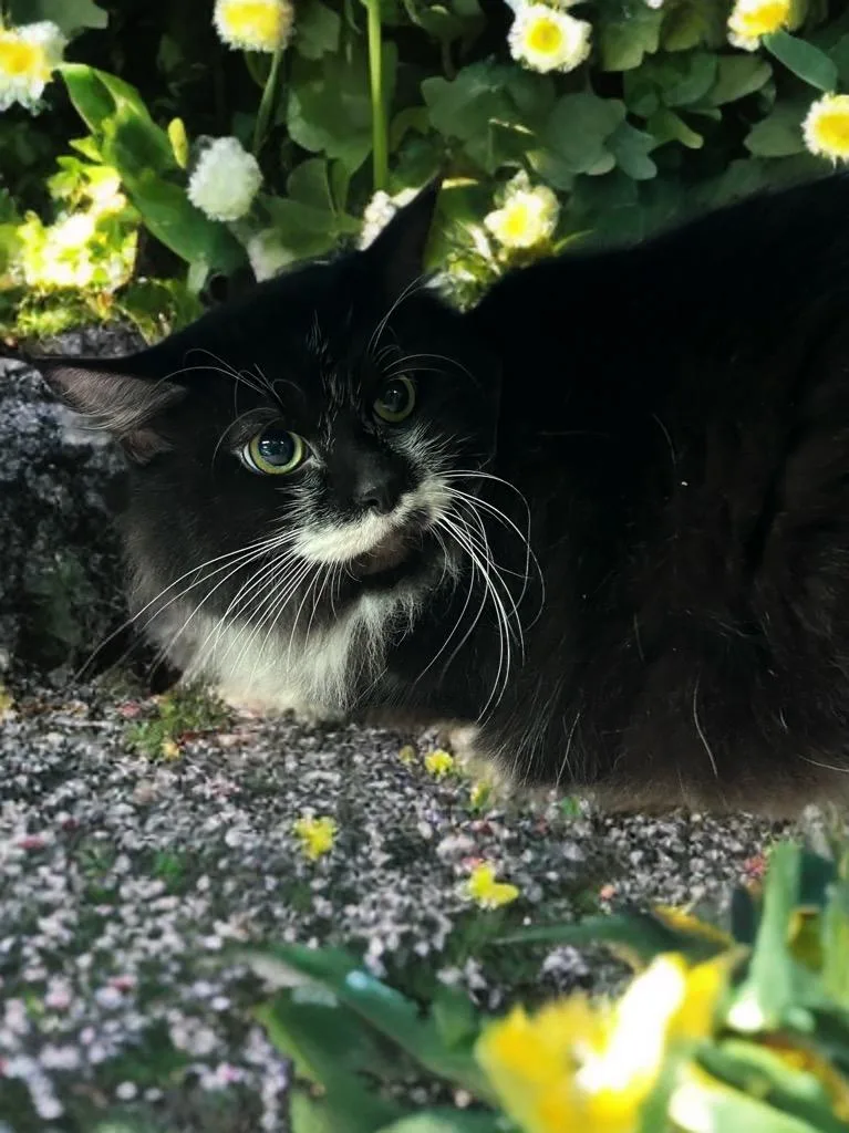An adult medium-sized female Domestic Long Hair cat named Georgia for adoption in Huntington, IN