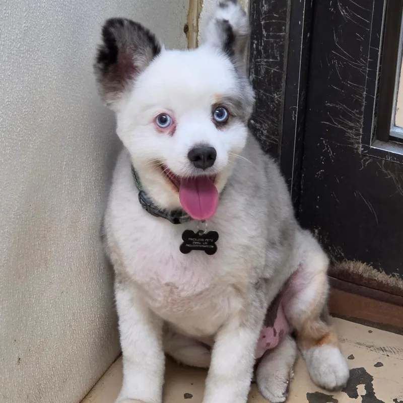 An adult small-sized male Gray / Blue / Silver Australian Shepherd dog named Archie  Chino Hills for adoption in Chino Hills, CA