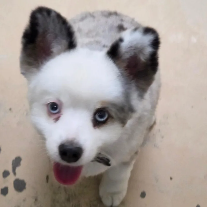 Archie  Chino Hills thumbnail 2