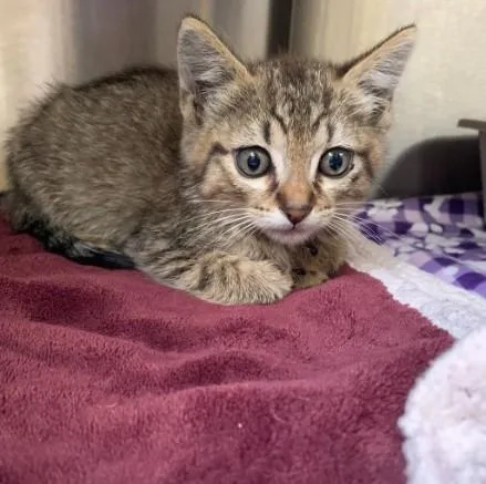 A baby small-sized male Domestic Short Hair cat named Luciano for adoption in Alameda, CA