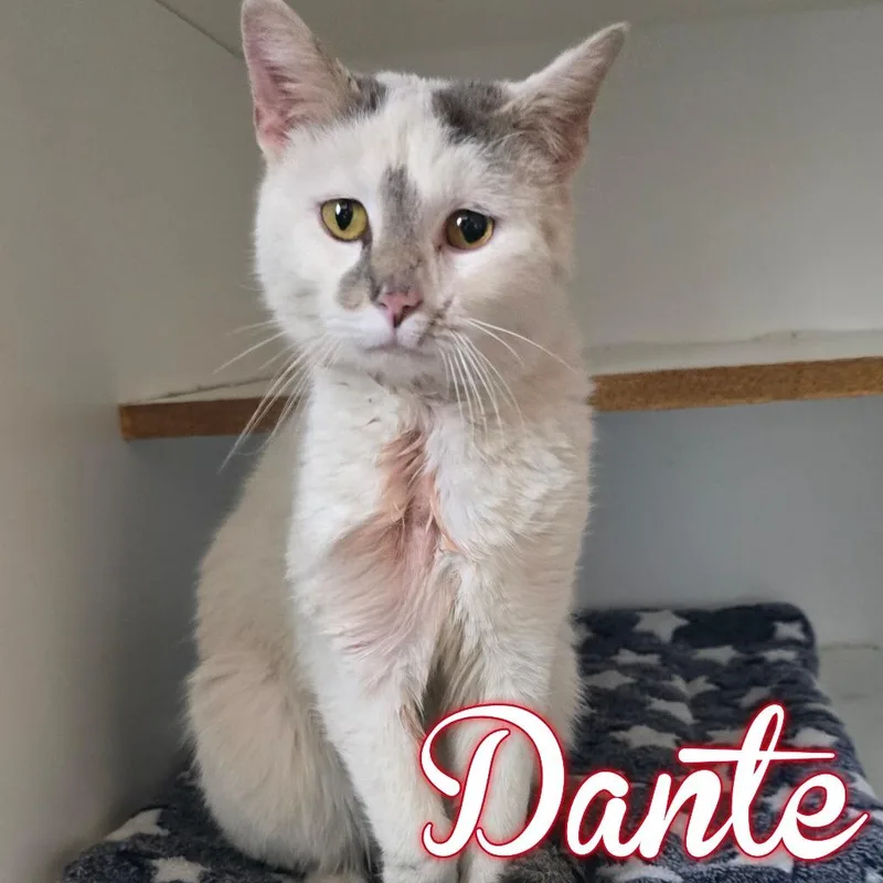 An adult large-sized male Domestic Short Hair cat named Dante for adoption in Hillsboro, OH