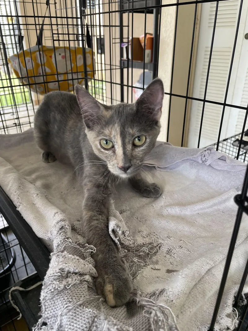 A baby medium-sized female Dilute Tortoiseshell Domestic Short Hair cat named Stormy for adoption in Franklin, MA