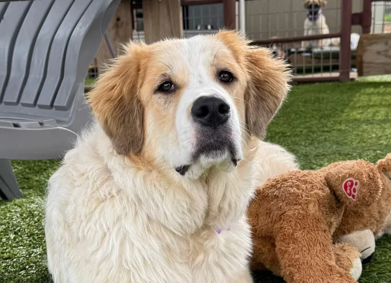 An adult medium-sized female Great Pyrenees dog named Edith for adoption in Southlake, TX