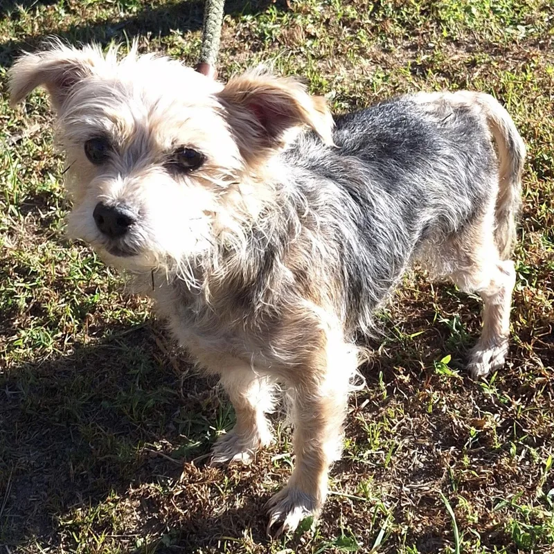 A young small-sized female Yorkshire Terrier dog named Sissy for adoption in Norwood, OH
