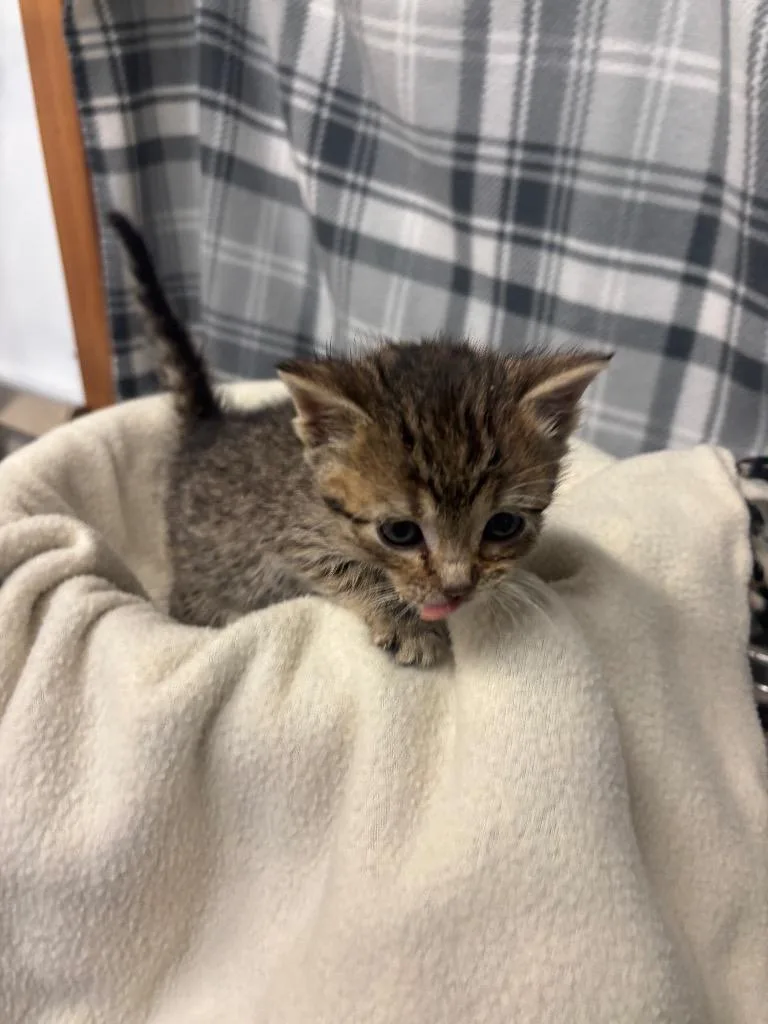 A baby small-sized female Domestic Short Hair cat named Lilah for adoption in Algona, IA