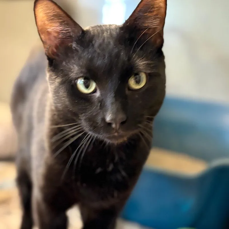 An adult small-sized male Black Domestic Short Hair cat named Little Buddy for adoption in Chicago, IL
