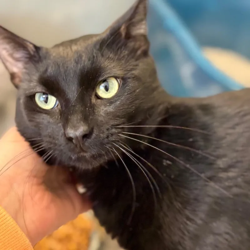 Little Buddy thumbnail 2