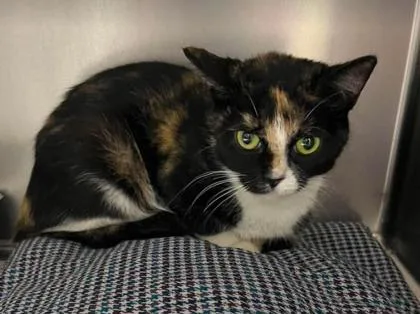 An adult medium-sized female Domestic Short Hair cat named Velveeta for adoption in Sullivan, IN