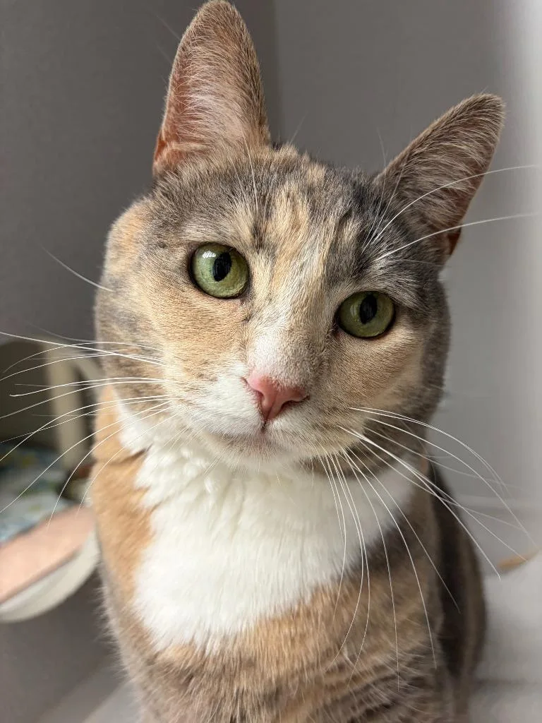 An adult medium-sized female Domestic Short Hair cat named Jetta for adoption in Shoreline, WA