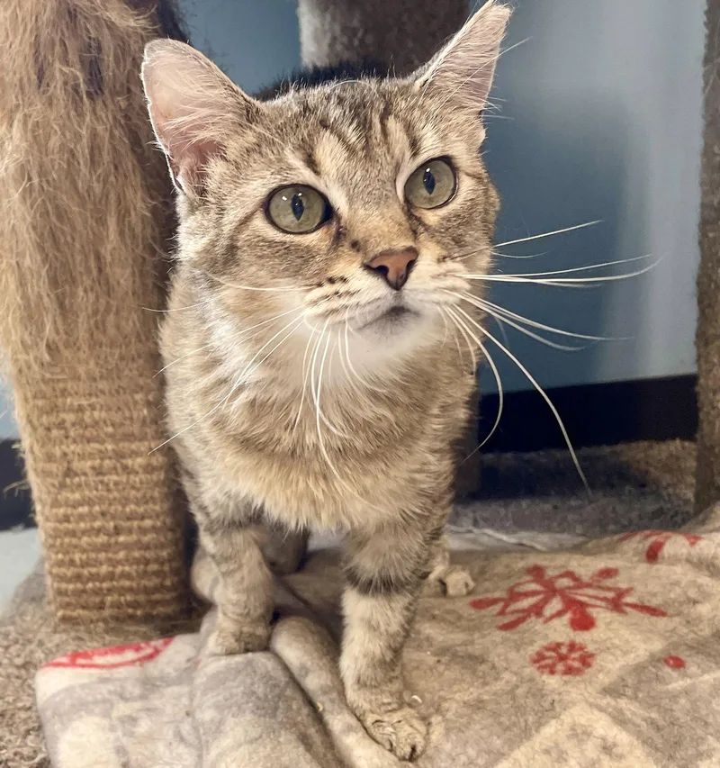 An adult medium-sized female Domestic Short Hair cat named Tasha for adoption in Champaign, IL