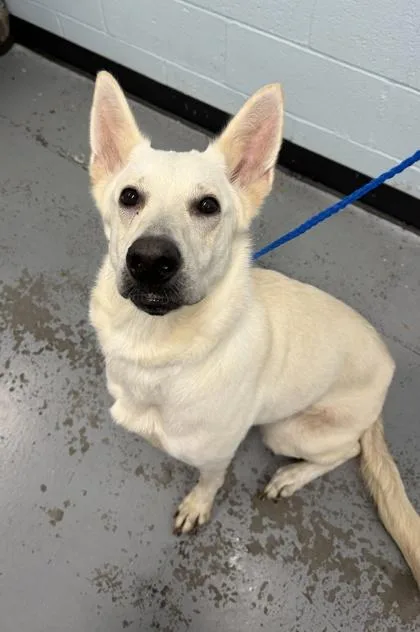 A young medium-sized female German Shepherd Dog dog named Momo for adoption in Sacramento, CA