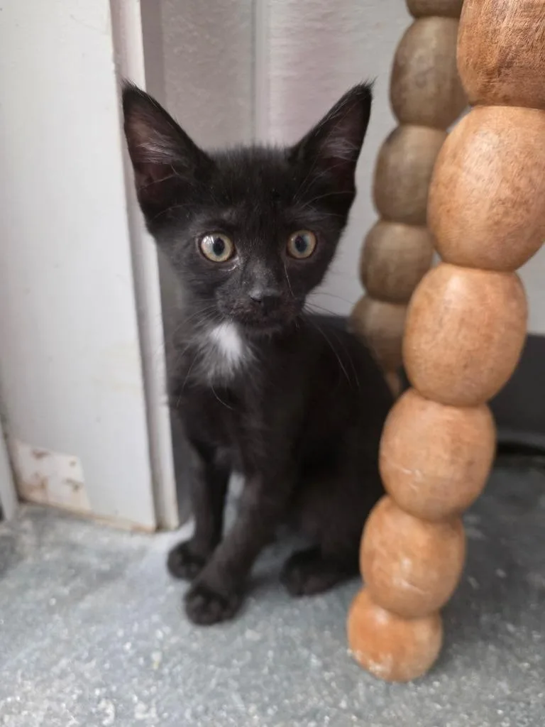 A baby large-sized male Domestic Short Hair cat named Luigi for adoption in Fort Myers, FL