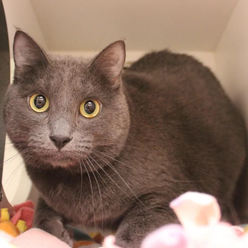 An adult medium-sized male Gray / Blue / Silver Domestic Short Hair cat named Oliver for adoption in Champaign, IL