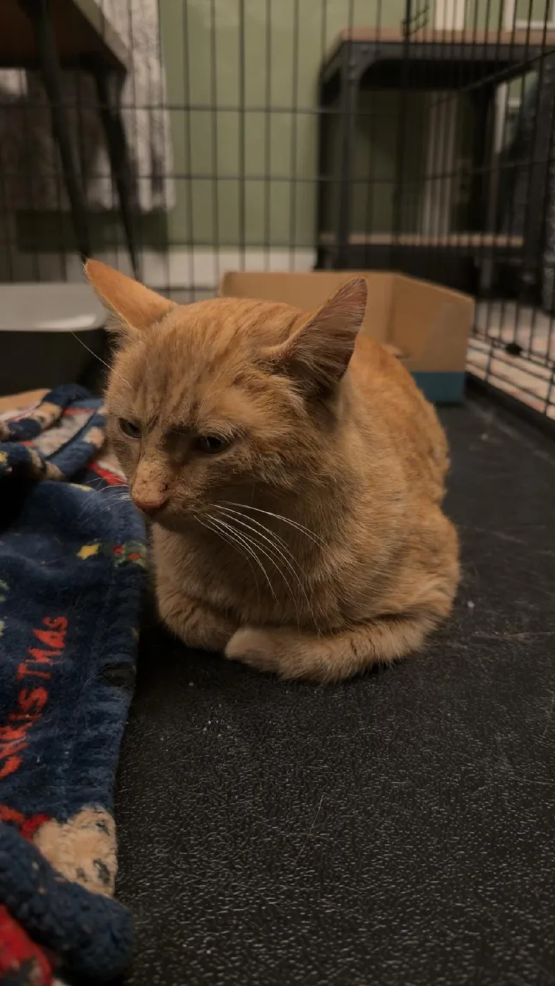 Miss Mango thumbnail 2