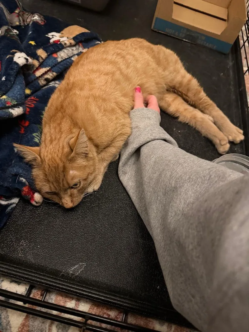 Miss Mango thumbnail 3