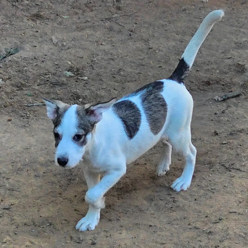 A baby small-sized male Chihuahua dog named Benny for adoption in Fosters, AL