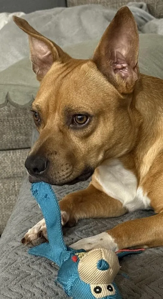 A young medium-sized male Mixed Breed dog named Jimmy for adoption in Dallas, TX