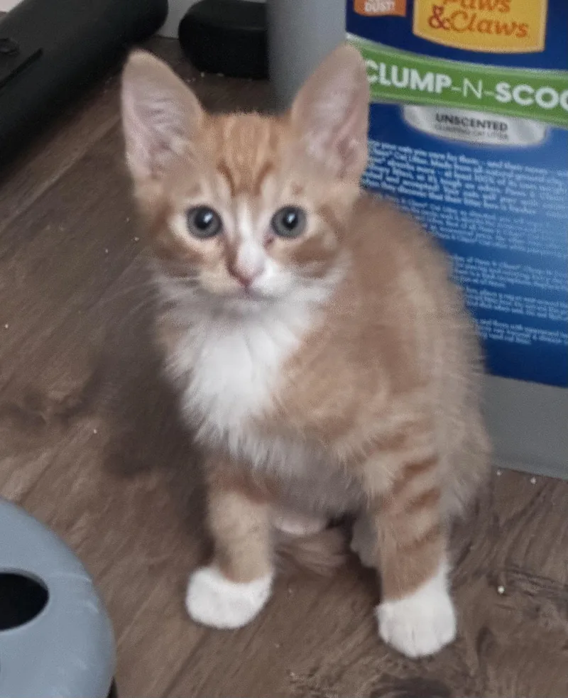A baby small-sized male Domestic Short Hair cat named Walter for adoption in Dixon, CA