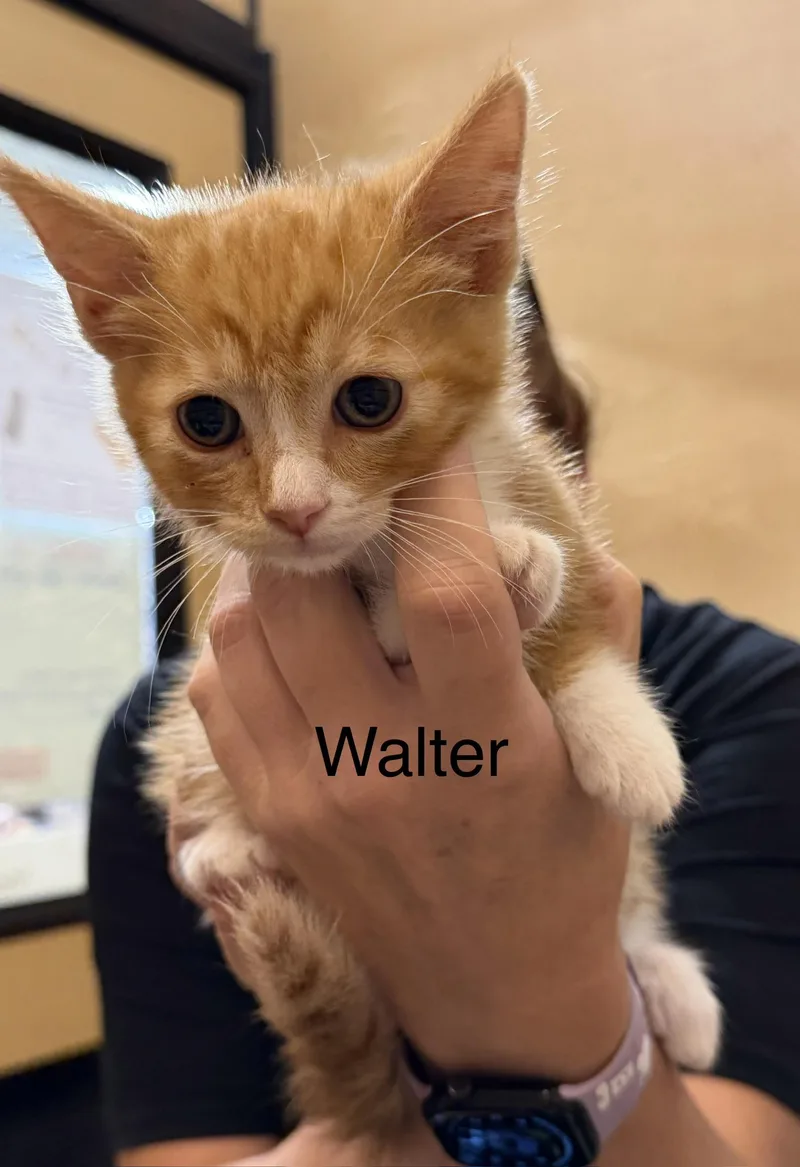 Walter thumbnail 2