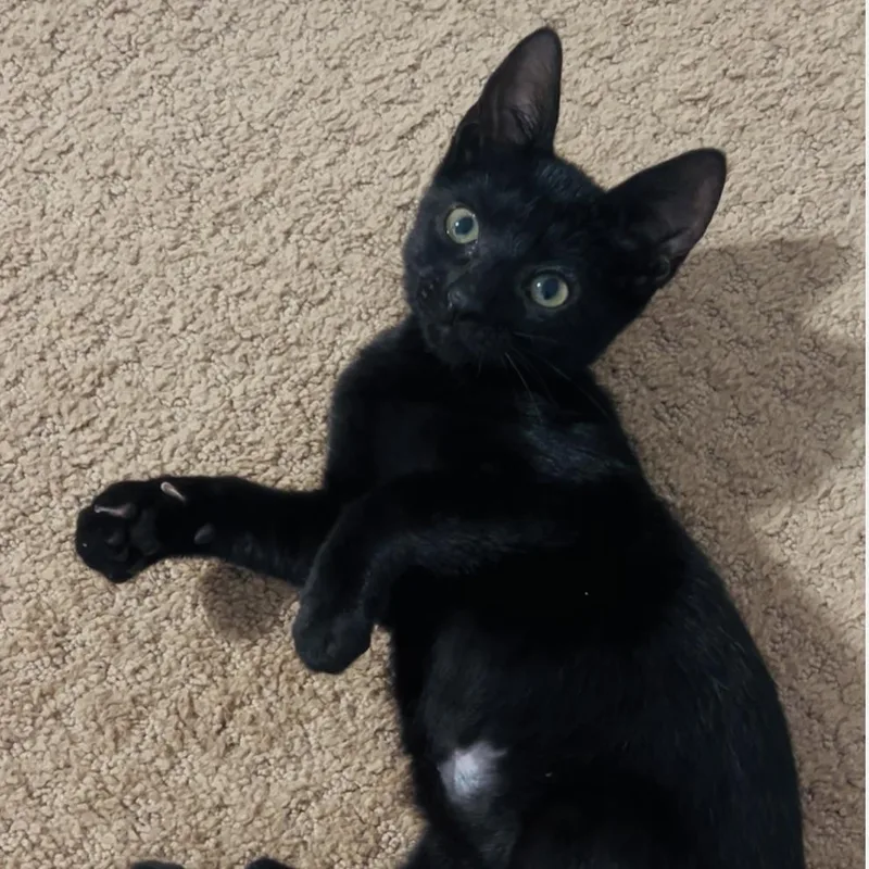 A baby small-sized male Black Domestic Short Hair cat named Dipper for adoption in Houston, TX