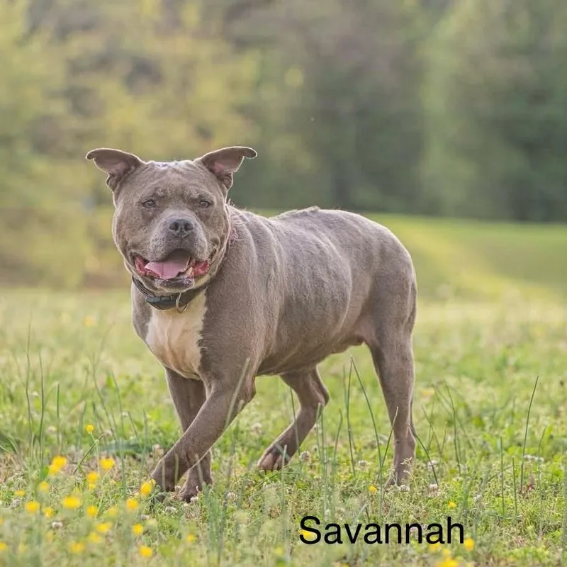 Savannah