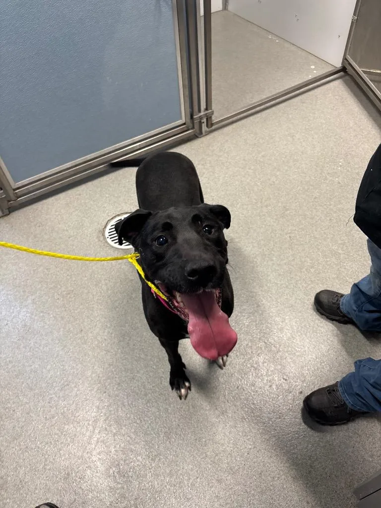 An adult medium-sized female Labrador Retriever dog named Pepper for adoption in Bloomington, IN