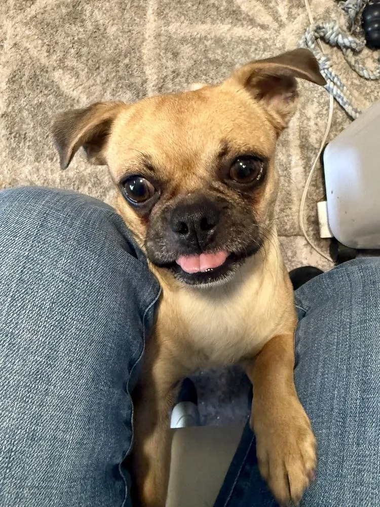 An adult small-sized female Pug dog named Scoobina for adoption in TUCSON, AZ