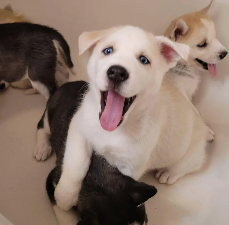 A baby medium-sized male White / Cream Siberian Husky dog named Asher for adoption in Seville, OH