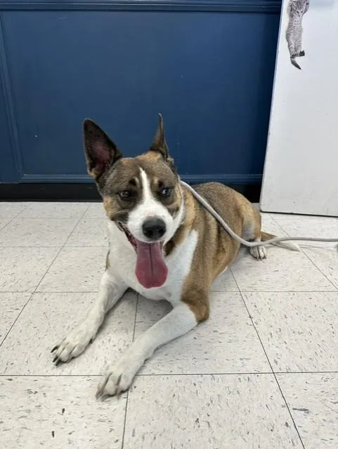 An adult medium-sized female German Shepherd Dog dog named Ezra for adoption in Agoura, CA