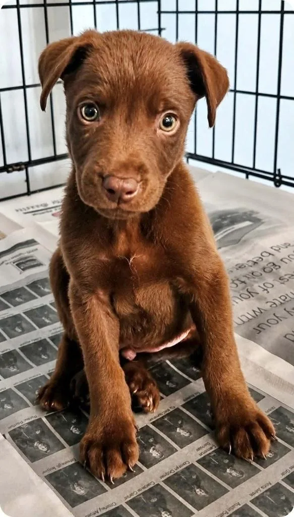 A baby medium-sized male Labrador Retriever dog named Gareth for adoption in Manchester, CT