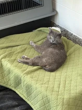 An adult large-sized male Domestic Short Hair cat named Freddie for adoption in Westland, MI