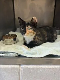 An adult medium-sized female Tortoiseshell Domestic Short Hair cat named Tori for adoption in Providence Forge, VA