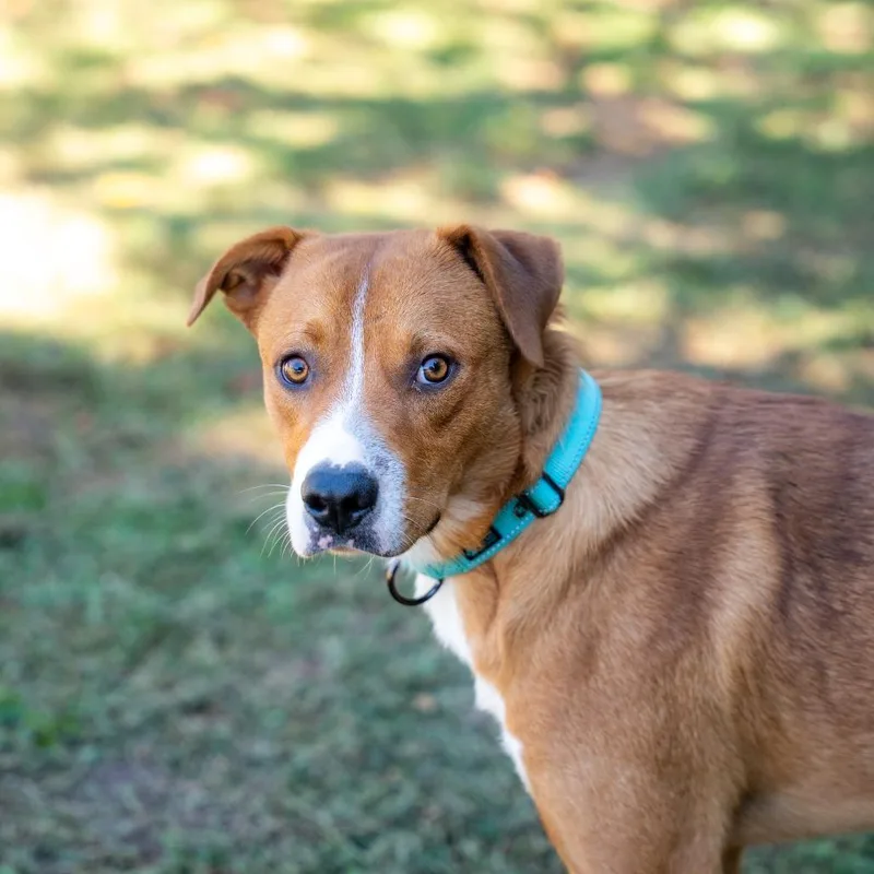A young medium-sized male Terrier dog named Hunter for adoption in Gainesville, GA