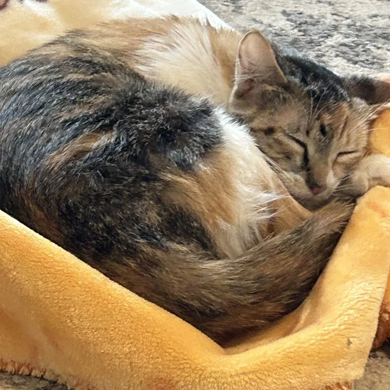An adult medium-sized female Calico Domestic Short Hair cat named Dobby for adoption in Brownsboro, AL