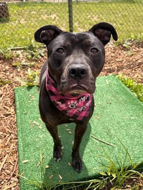 A young large-sized female Pit Bull Terrier dog named Rosie for adoption in Leesburg, VA