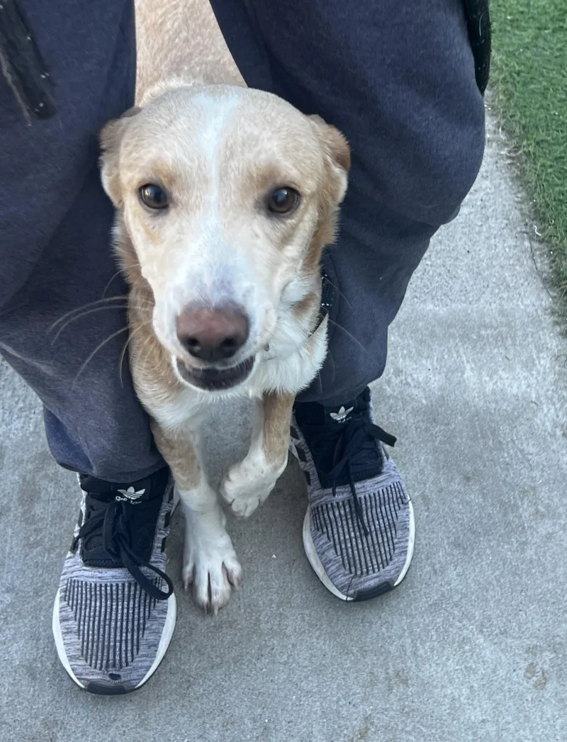 A young small-sized female Beagle dog named Sunflower for adoption in Lexington, KY