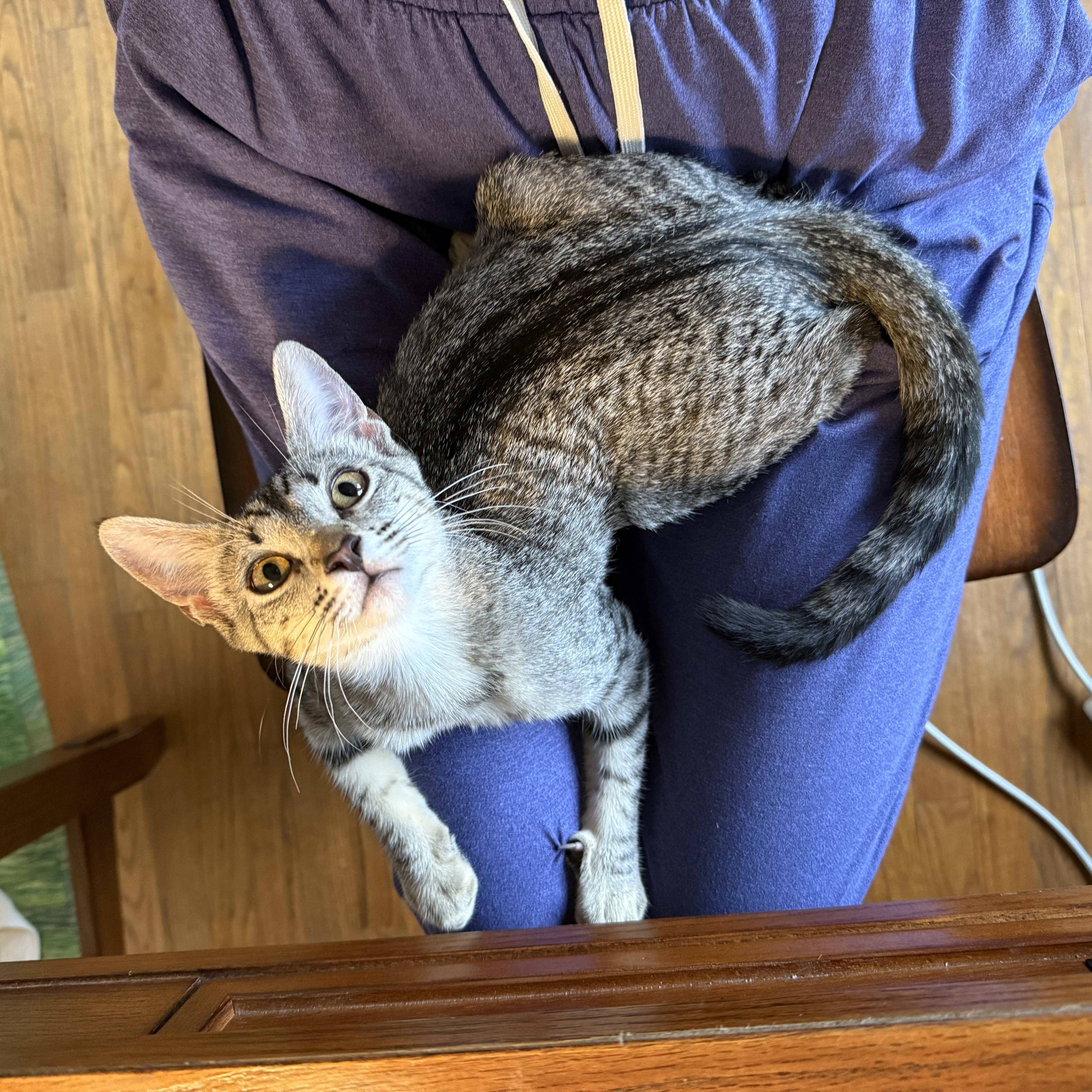 A young small-sized female Tabby (Gray / Blue / Silver) Domestic Short Hair cat named Misty for adoption in Sherman Oaks, CA