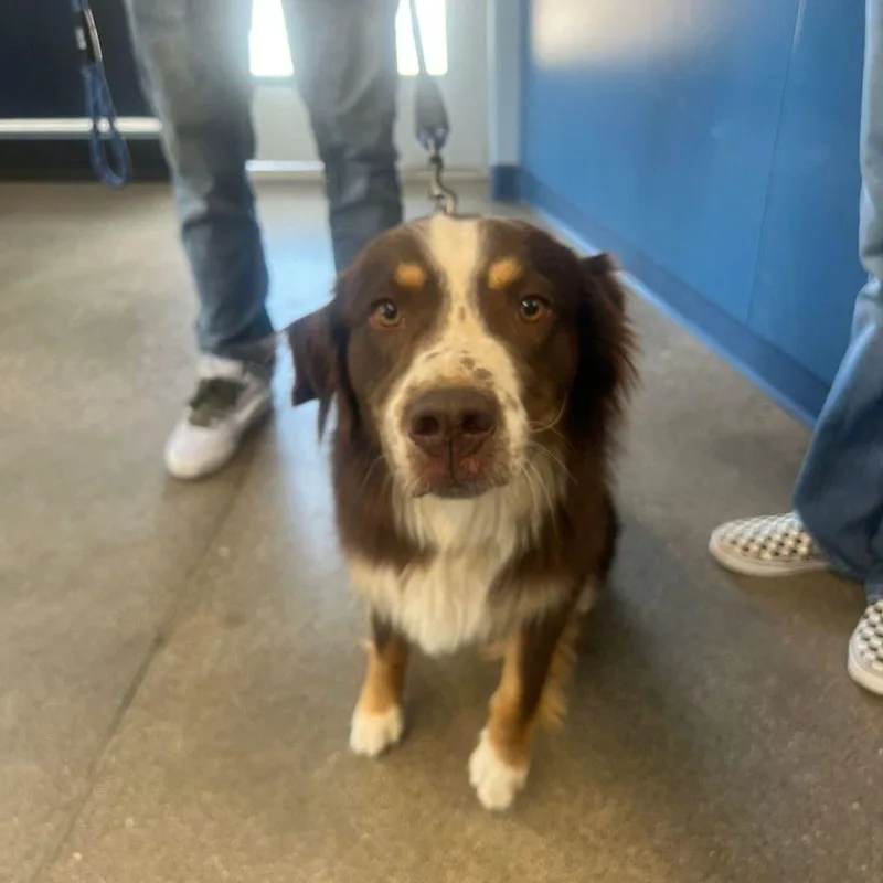 An adult medium-sized male Brown / Chocolate Australian Shepherd dog named Chevy for adoption in Kingman, AZ