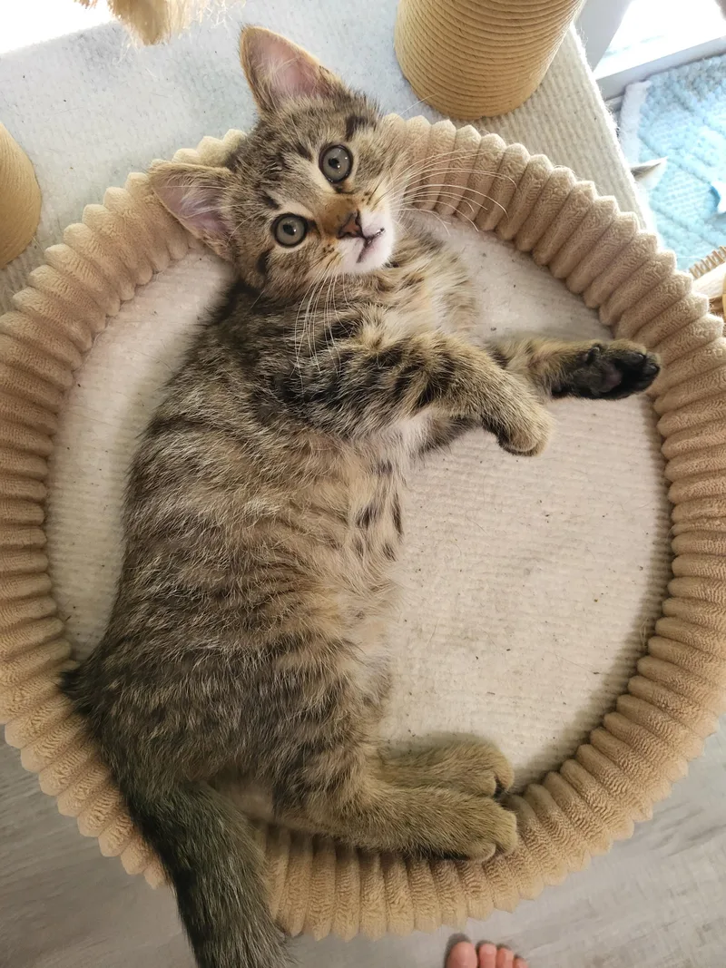 A baby small-sized male Tabby (Brown / Chocolate) Domestic Short Hair cat named Frisbee for adoption in Indianapolis, IN